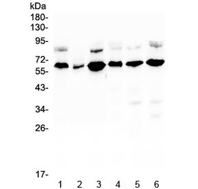 EGFL6 Antibody