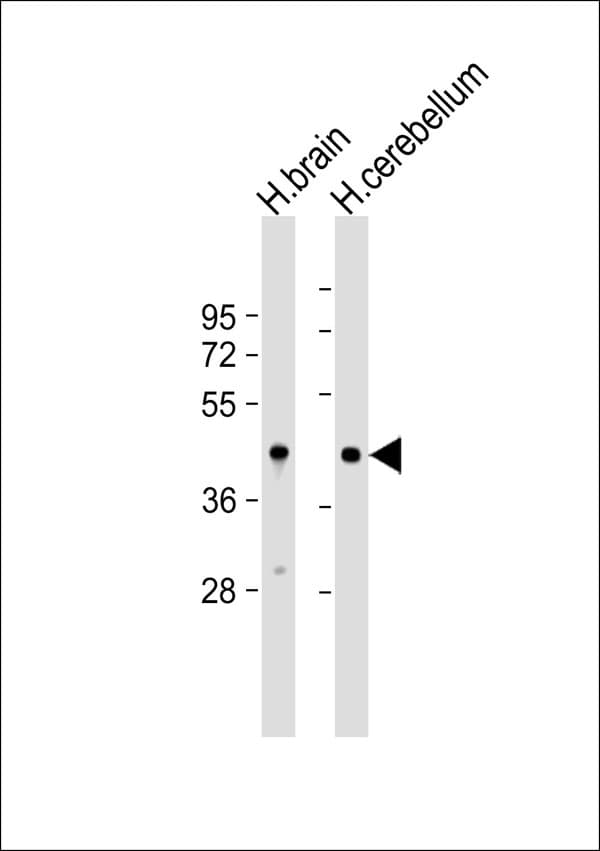Polyclonal Rabbit anti-Human OMG / OMGP Antibody (WB)