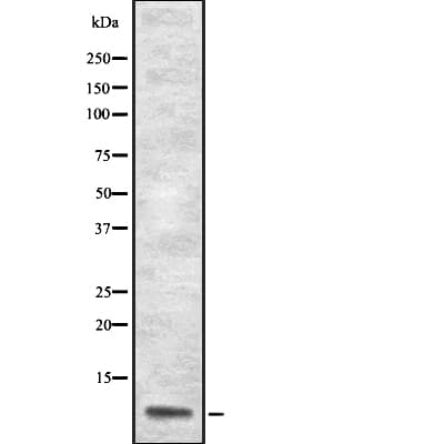 Apolipoprotein A-II Antibody