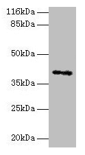 MAGE10 / MAGEA10 Antibody (aa2-225)