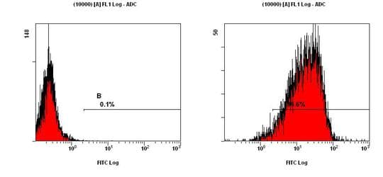 CD11b + c Antibody (aa500-600, Biotin)