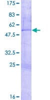 Human ZNF266 Protein (Recombinant GST)