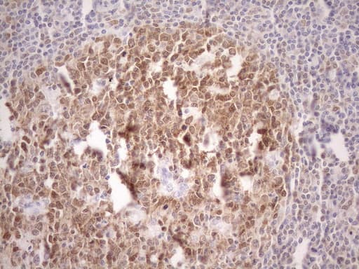 POU2AF1 / BOB1 Antibody (clone OTI3B9)
