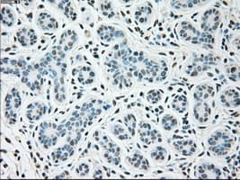 SIGLEC9 Antibody (clone OTI6D8)
