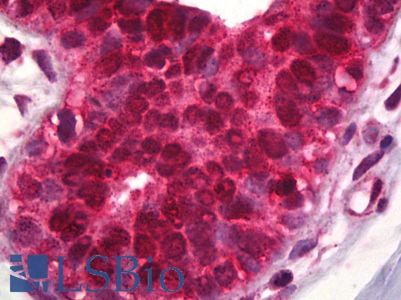 PathPlus™ PDCD4 Antibody