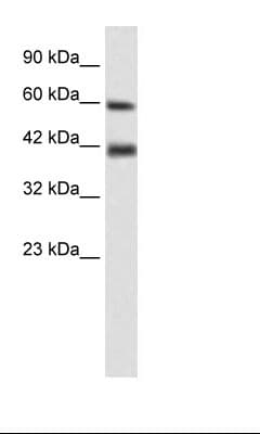 TRIM31 / RNF Antibody (aa117-166)