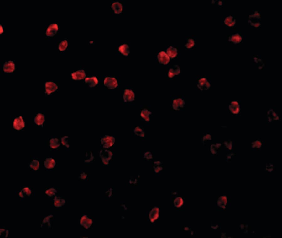 IHC-plus™ Polyclonal Rabbit anti-Human RPS6KA1 / RSK1 Antibody (IHC, IF, WB)