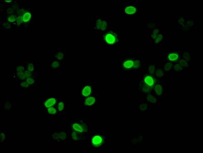 H1F0 Antibody