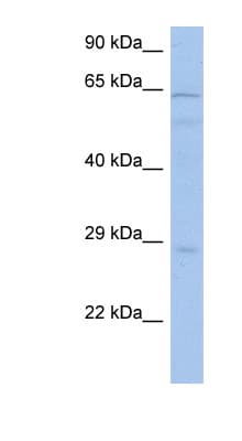 PRKAA1 / AMPK Alpha 1 Antibody (aa251-300)