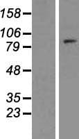 TCEB3B / Elongin A2 Protein (Over-Expression Lysate Myc-DDK (Flag))