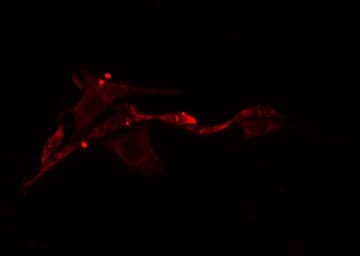 NEURL2 Antibody