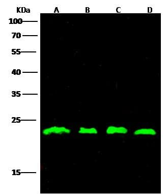 RHOA Antibody (Preservative Free)