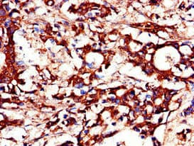 Polyclonal Rabbit anti-Human DUSP19 / SKRP1 Antibody