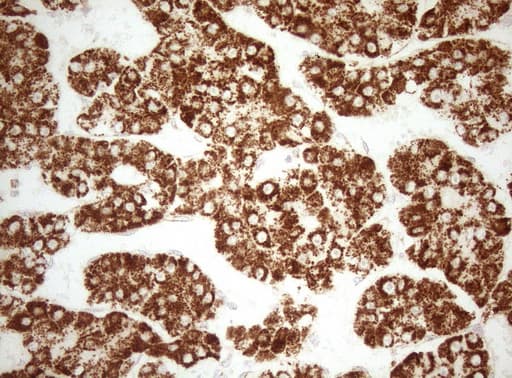 DECR1 Antibody (clone OTI4G4, Carrier-free)