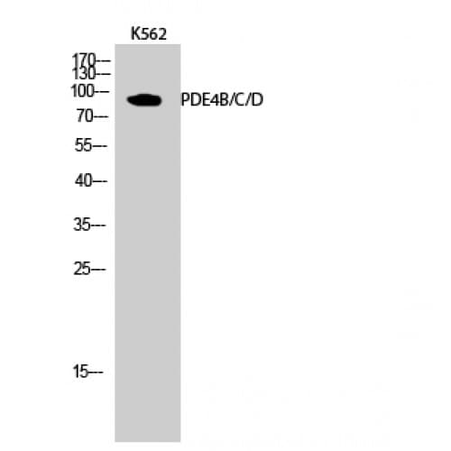 PDE4B+C+D Antibody (130-210 aa)