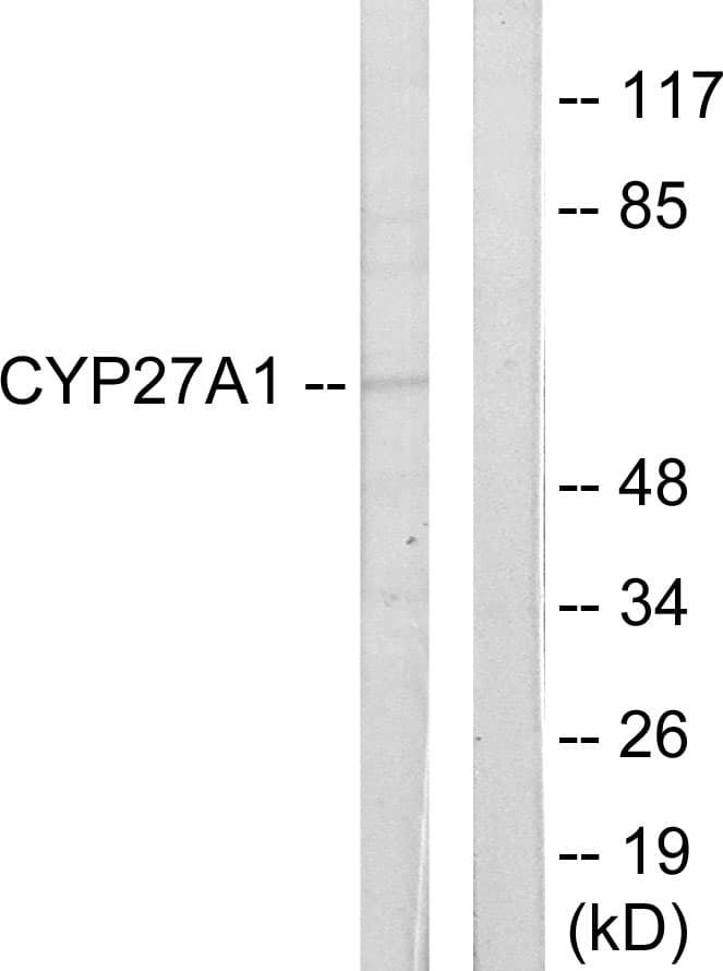IHC-plus™ CYP27 / CYP27A1 Antibody (aa101-150)