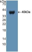 E6AP / UBE3A Antibody (aa158-407, APC)