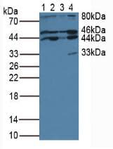 CYTH1 / Cytohesin-1 Antibody (aa1-398)