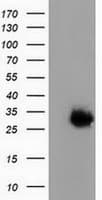 MAWDBP / PBLD Antibody (clone OTI4A5, Carrier-free)
