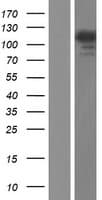 USP11 Protein (Over-Expression Lysate Myc-DDK (Flag))