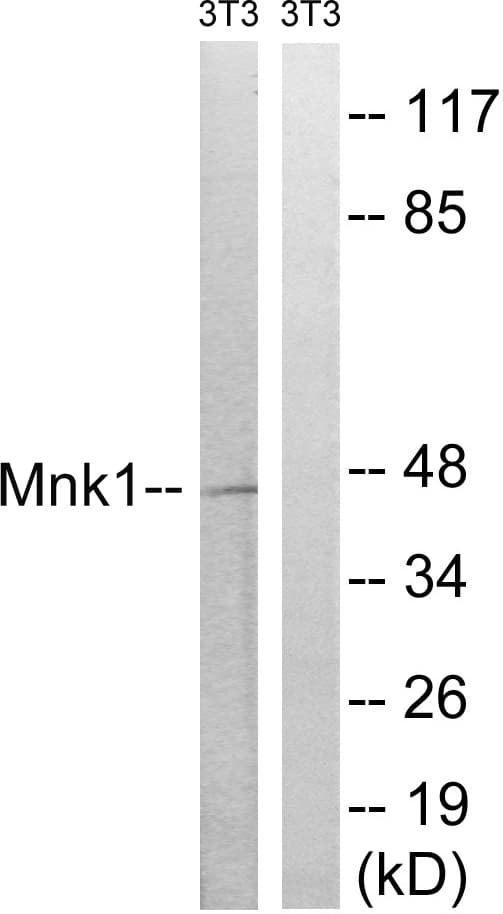 Polyclonal Rabbit anti-Human MKNK1 / MNK1 Antibody (aa351-400, WB)