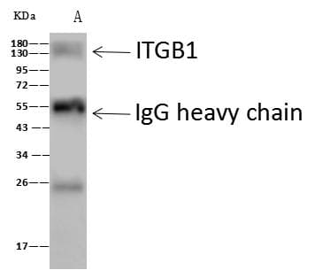 Polyclonal Rabbit anti-Mouse ITGB1 / Integrin Beta 1 / CD29 Antibody (Preservative Free, WB)