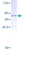 Human KCNH6 / Kv11.2 / ERG2 Protein (Recombinant GST)
