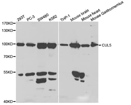 CUL5 / Cullin-5 Antibody