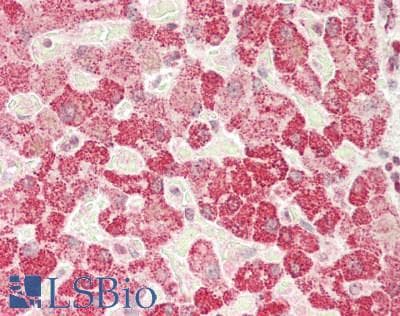 PathPlus™ IDE Antibody (clone 3H4)