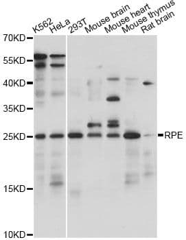 RPE Antibody