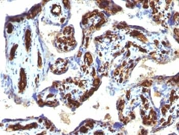 CD34 Antibody (clone HPCA1/763, Ready-to-Use)