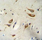 WBP2 Antibody (aa19-47)