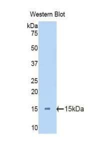 ITGAM / CD11b Antibody (aa598-700, PE)