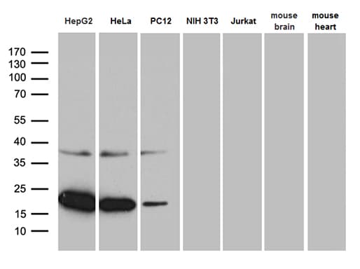 MRPL48 Antibody (clone OTI3C5, Carrier-free)