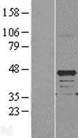 REM2 Protein (Over-Expression Lysate Myc-DDK (Flag))