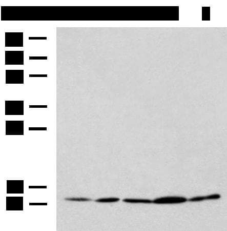 PAM16 Antibody