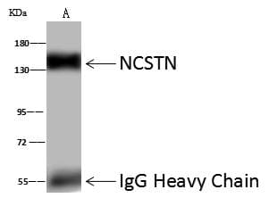 Polyclonal Rabbit anti-Mouse NCSTN / Nicastrin Antibody (Preservative Free, WB)