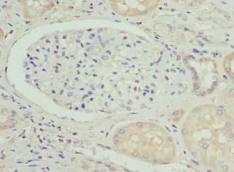 Osteocalcin Antibody