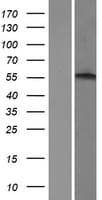 ADRA1B / Adrenoceptor alpha 1B Protein (Over-Expression Lysate Myc-DDK (Flag))