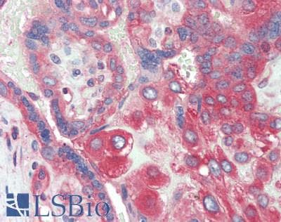 IHC-plus™ CD151 Antibody