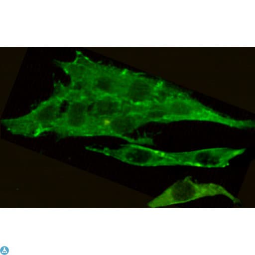 c-Src Kinase / CSK Antibody