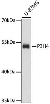 P3H4 / LEPREL4 Antibody