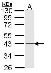 PIM2 / Pim-2 Antibody (aa53-278)