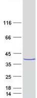 Human MPPED2 Protein (Recombinant Myc-DDK (Flag))