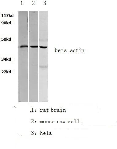 ACTB / Beta Actin Antibody