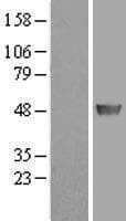 PAICS / ADE2 Protein (Over-Expression Lysate Myc-DDK (Flag))
