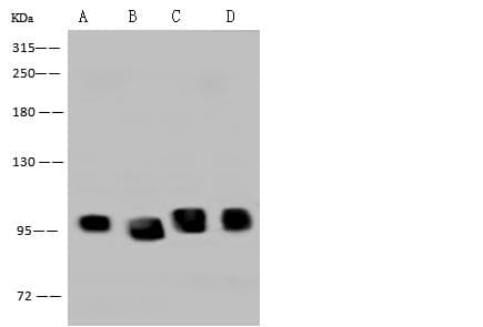 Polyclonal Rabbit anti-Human DDX21 Antibody (IF, WB)