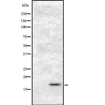 Osteocalcin Antibody