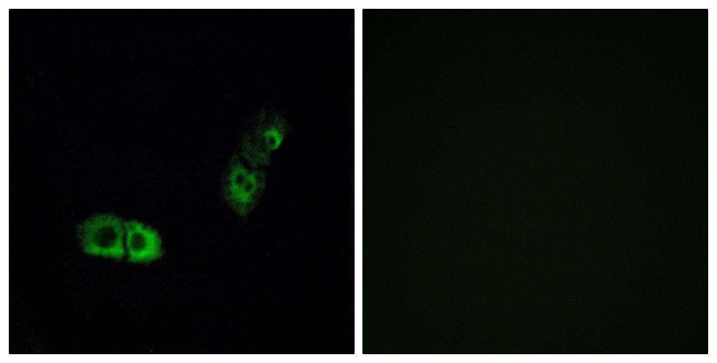 BRS3 Antibody