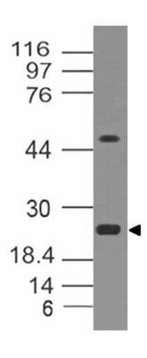 EBI3 / IL-27B Antibody